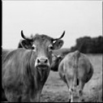 Un Brin De Capucine Podcast