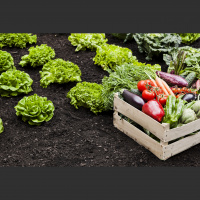 EL PROGRAMA PRO HUERTA