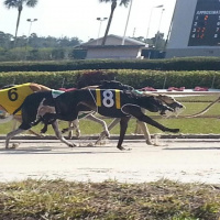 99: Live From Derby Lane - Party Like Its Episode 99! Try, Try, Trifecta 02-10-2018