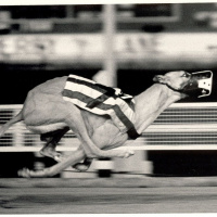 147: Live From Derby Lane - Medicated Matt Won The Lottery Again, Tells His Strategy 1-19-2019