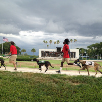 102: Live From Derby Lane - Were Betting Daily Doubles  Pick 4s Now, Pray For Us 03-03-2018