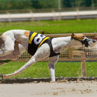 107: Live from Derby Lane - The Twin Tri, Bet A Bet We Dont Know How To Bet 04-07-2018