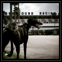 115: Live From Derby Lane - Did Tony Survive Falling Off the Balcony? 06-02-2018