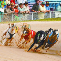 151: Live From Derby Lane - Cake For Matt, Big Stakes Race, Drive Thrus, Derby Burial 02-16-2019