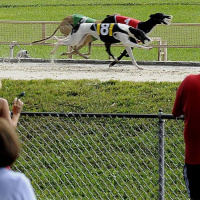 92: Live From Derby Lane - 4 Races, Sponsored by Quickdog 1-12-2018