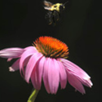 Sommarprat 20110624 Salka Börjeson Enyon