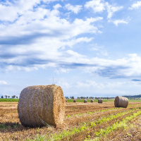 Die Folgen des Sommers