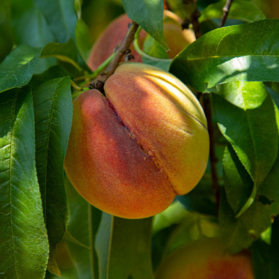 Carolina Business Review