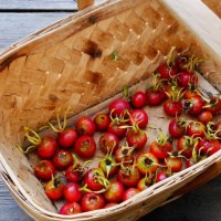 Allt du kan göra med rosor och nypon!