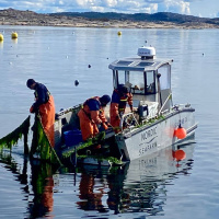 Odlad tång — nästan för bra för att vara sant