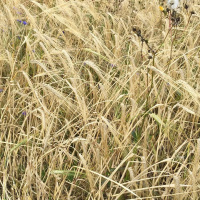 Korn - vårt mest allsidiga sädesslag