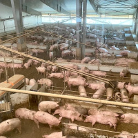 Storskalig grisproduktion på ett schysst sätt – går det?