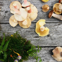 De underskattade svamparna