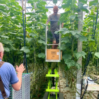 Allt du kan göra med gurka. Och så här odlas de.