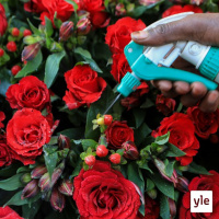 Missä ylioppilasruusu kasvaa?