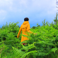 Forests of the Imagination