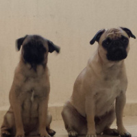 Ep. 01 - La Bruja de Blair y Ms. Peregrin