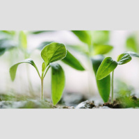 Receive with Meekness the Implanted Word