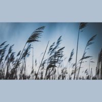 The Free Will of the Wind