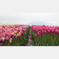 Those Whom He Predestined He Also Called