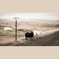 I Have Other Sheep That Are Not of This Fold