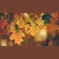 Thanksgiving Toward the Past, Faith Toward the Future: A Parable of the Anvil