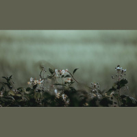 Live to Die: A Leader Who Suffers Well