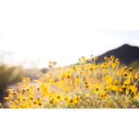 A Living Hope Through the Resurrection of Jesus Christ