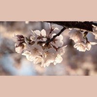 Blessed Are the Pure in Heart