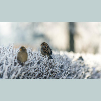 Don’t Be Anxious, Your Heavenly Father Cares