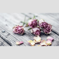 Healed for the Sake of Holiness