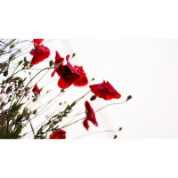 Blessed Are the Merciful