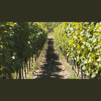 If You Abide in My Word, You Are Truly My Disciples