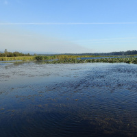 To Glimpse an Ancient Murrelet