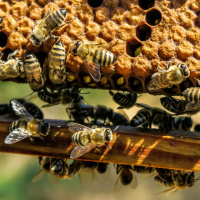 Dr. Dennis vanEnglesdorp - Bees