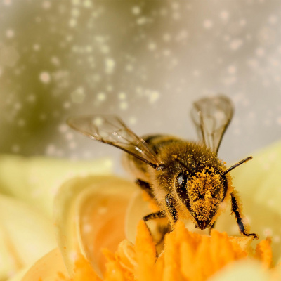 The Permaculture Podcast