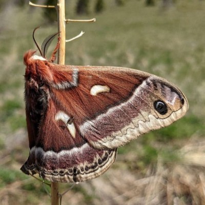 The Permaculture Podcast