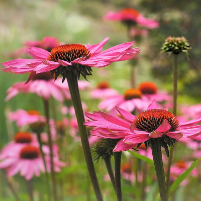 The Permaculture Podcast