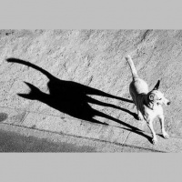 S1 Ep19: Luchando con las sombras