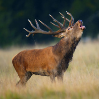 #01 Forstaufseher Moosbichler - 23. Die Predigt