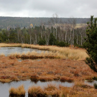 #04 Johann Peter: Wildfarren (4)