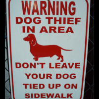 Issue 40: Dognapped?!