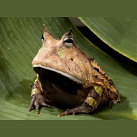 Issue 97: The Amazon Horned Frog Does Not Sell the 3DS XL