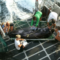 GulfCast Ep. 49 - What We Know Almost Eight Years After The Oil Spill