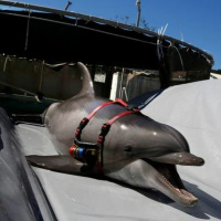 GulfCast Ep. 47 - Cynthia Smith: Marine Mammals in the Gulf