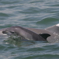 GulfCast Ep. 39 - Kait Frasier: The Whales and Dolphins of the Gulf