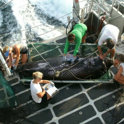 Gulfcast: Dispatches From The Gulf