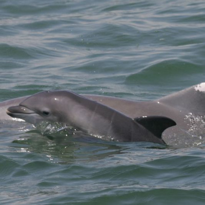 Gulfcast: Dispatches From The Gulf