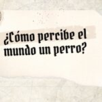 ¿Cómo percibe el mundo el perro?
