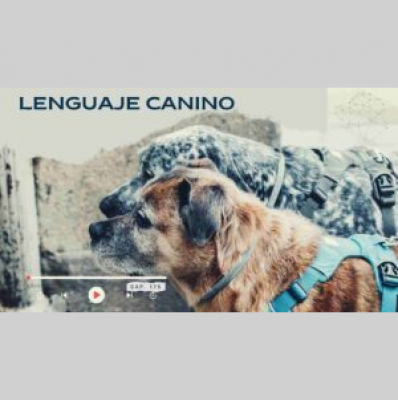 Perros